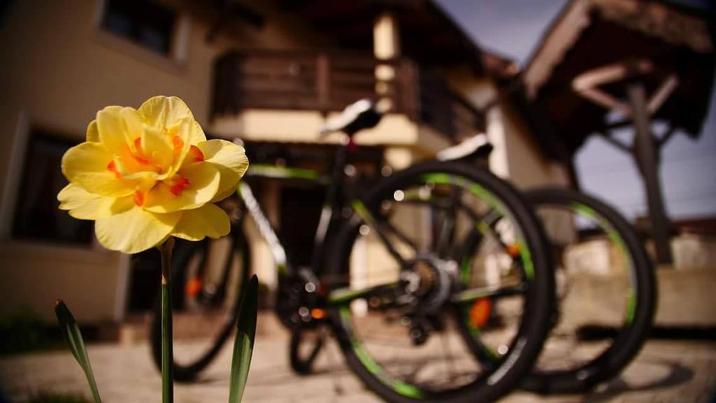 Pensiunea Casa Moga Bucium  Zewnętrze zdjęcie
